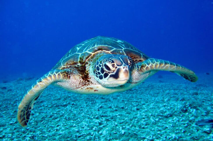 Centro de atendimento emergencial para tartarugas marinhas